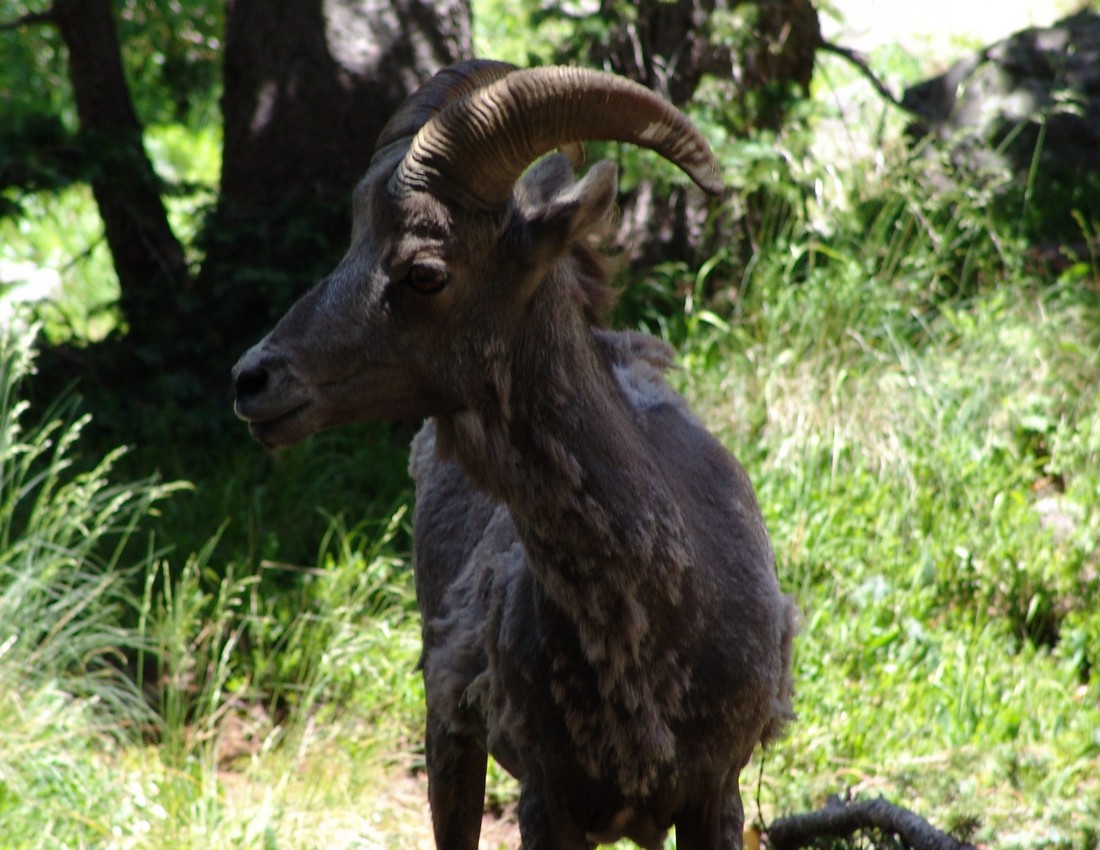 Bighorn sheep 8